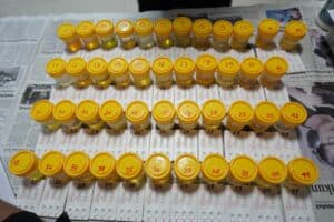 SOSIALISASI P4GN DAN TEST URINE PEGAWAI PENGADILAN NEGERI AMLAPURA SOSIALISASI P4GN DAN TEST URINE PEGAWAI PENGADILAN NEGERI AMLAPURA